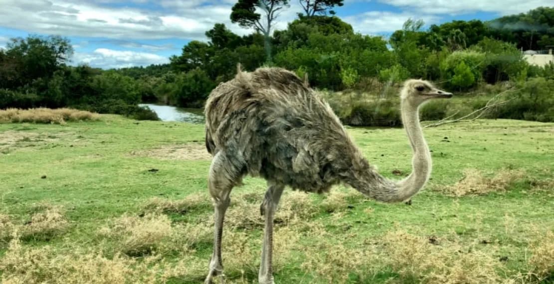 Jak szybko biega struś? Zaskakujące fakty o jego prędkości